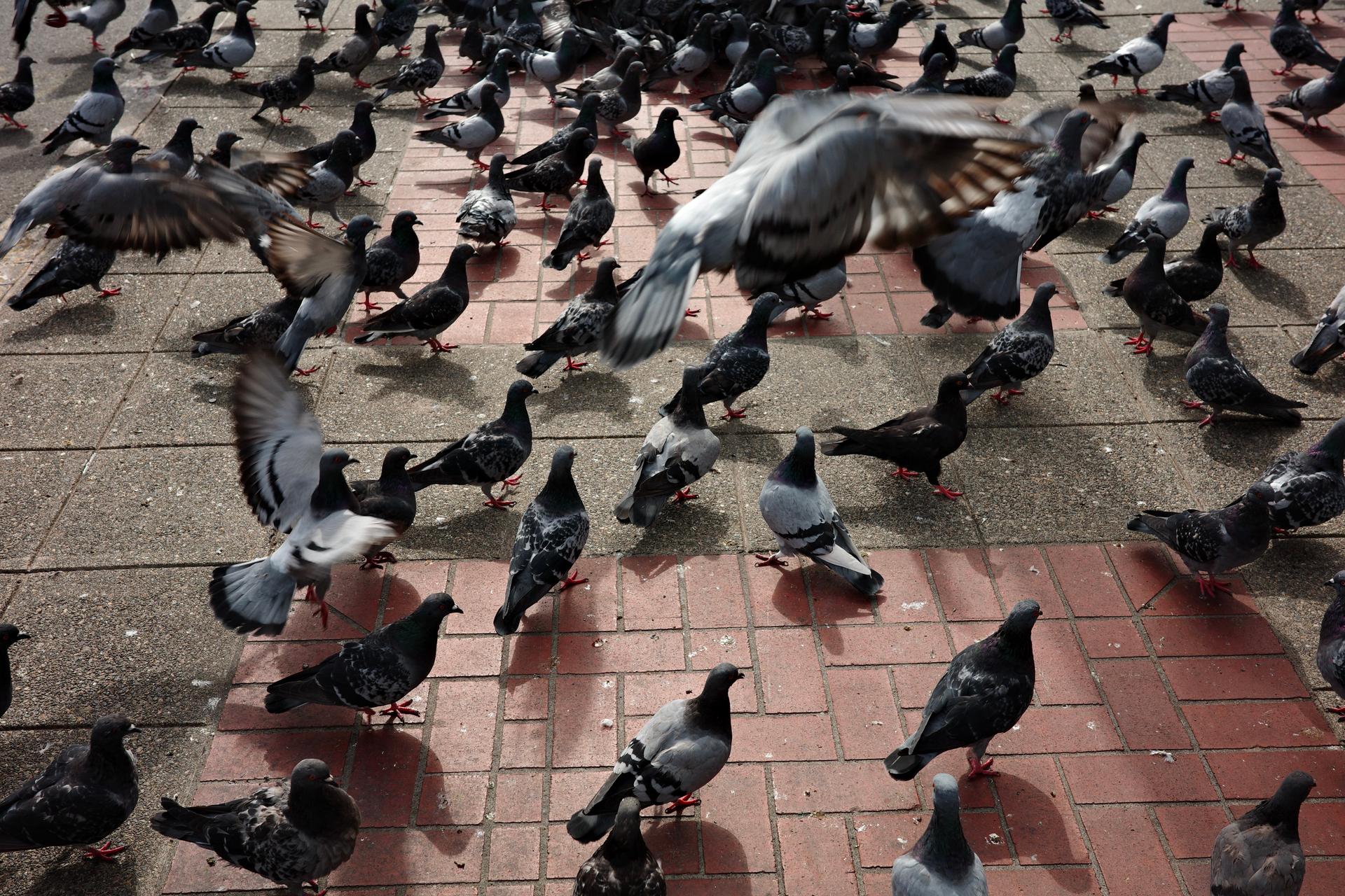 pigeons